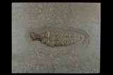 Fossil Ichthyosaur Paddle - Posidonia Shale, Germany #174932-1